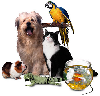 Wootton Petz at Home Top 100 Pet Sites